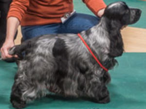 Sadie RBIS West of England cocker