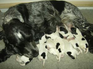 GILCAR SUNNY DELIGHT (EVIE) with her babies