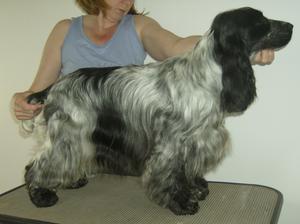 PENNY (GILCAR SUMMER DELIGHT)