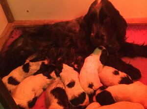 Sadie with her babies