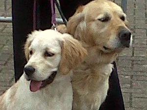 Ellie at the show with otis