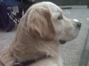 otis at the show