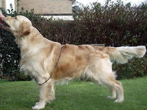 otis 16 months old winning Res best of breed