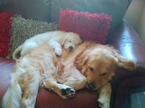 Darcey 7 wks with otis