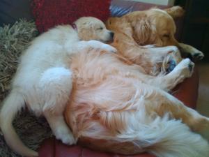 Otis a big softy with Darcey