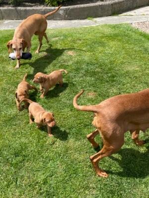 Pups following mum Ronni