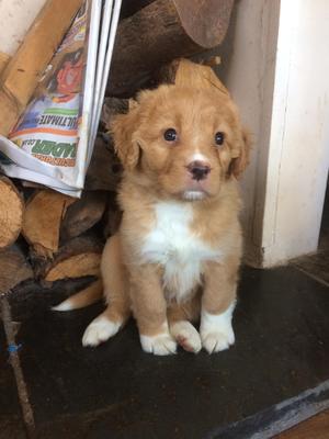 Sire Egon