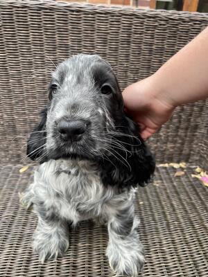 Blue roan girl purple collar