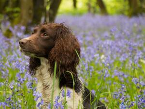 Katie in the bluebells