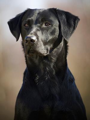 Sire Verrad Firefly