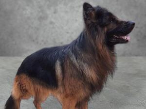 Large male with great temperament.