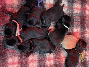 Puppies a few hours old