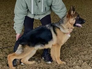 Knox @ 5 months
