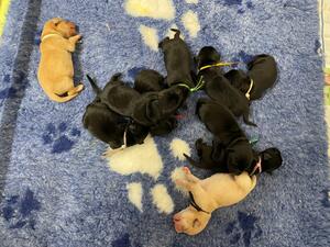 Puppies 4 days