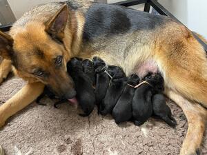 Gavi & her babies a few hours old