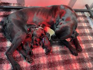 Mum & Puppies a few hours old