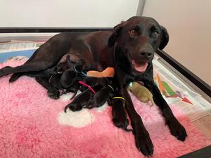Proud mum and her babies a few hours old