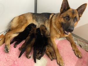 Mum & puppies