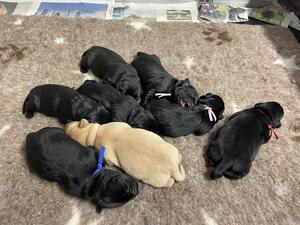 Puppies 6 days old