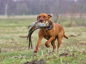 Roscoe…sire of puppies