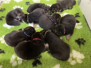 2.5 weeks old