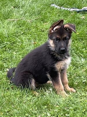 Female puppy available