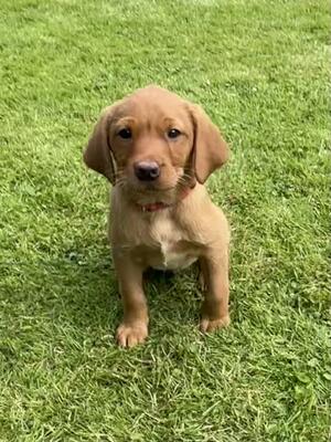 Female Puppy