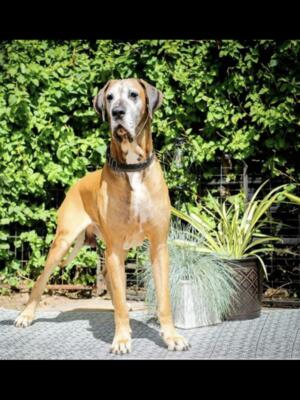 “King Bruce”