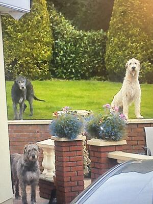 Our wolfhounds