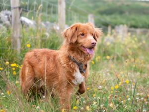 Vanny Angels of Baranya at Scalpsie