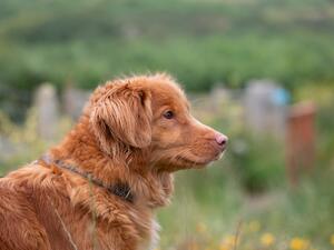 Vanny Angels of Baranya at Scalpsie