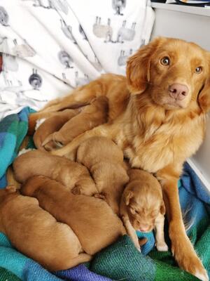 Mama Mirrin with Previous Litter
