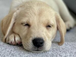 Westfire Puppy