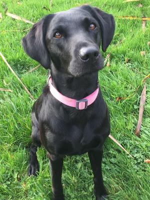Daisy sitting to attention