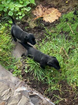 Puppies playing in the garden