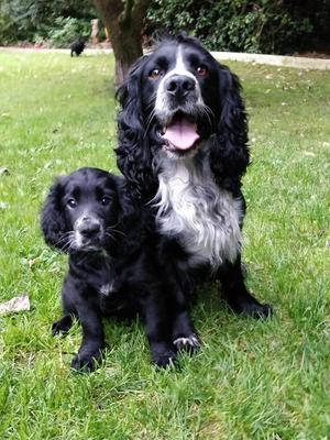 Father and Son. (My pick of the litter)
