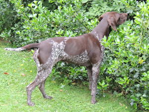 Portia