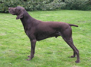 Harvey