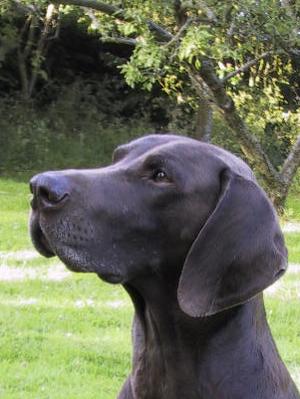 Bertie