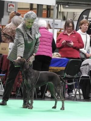 CRUFTS 2022