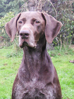 Harvey