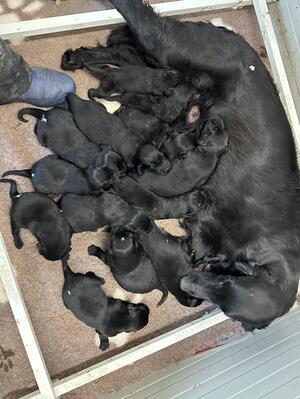 Mum & puppies