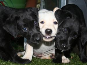 Zephyr with her Brothers