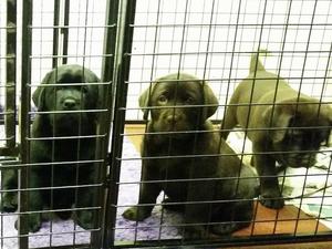Black Girl, Chocolate Boy & Girl