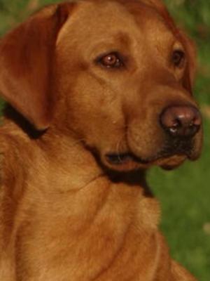 Mekoro Storm Surge of Wickmoor (Harry)