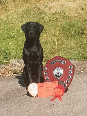 Annaloughan Scott of Wickmoor