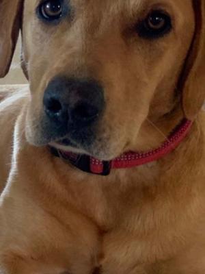 Magnificent Milly of Lowton