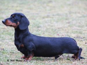 champdogs dachshund