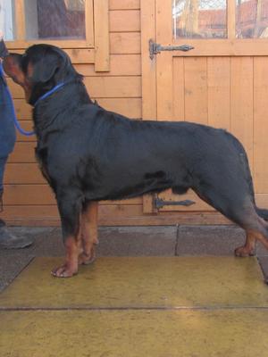 Astor