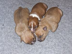 Cassi pups 3 Oct 23